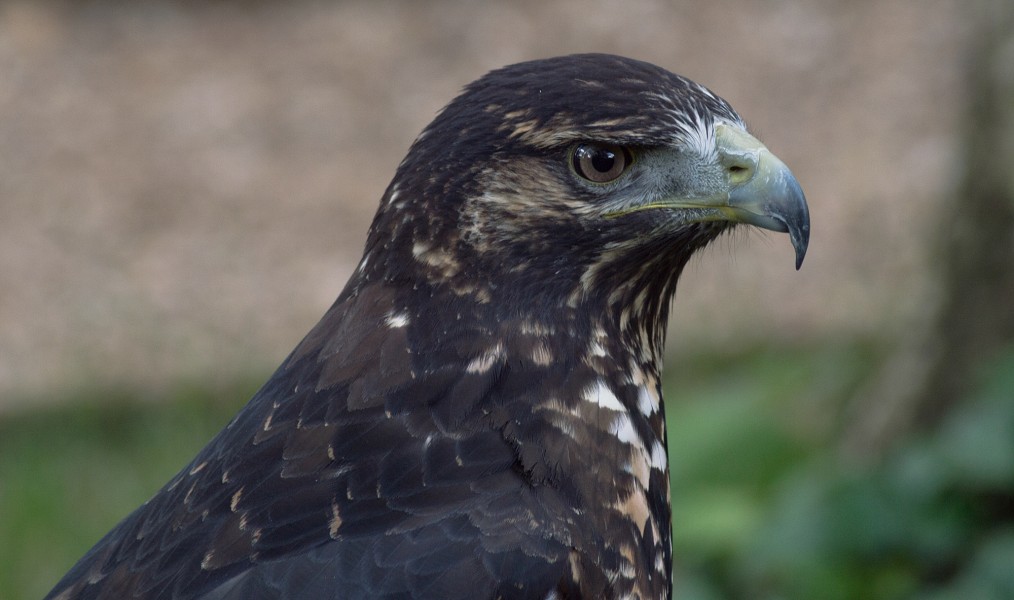 Geranoaetus melanoleucus, Hawk Conservancy