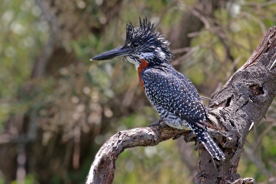 Giant kingfisher (Megaceryle maxima) male
