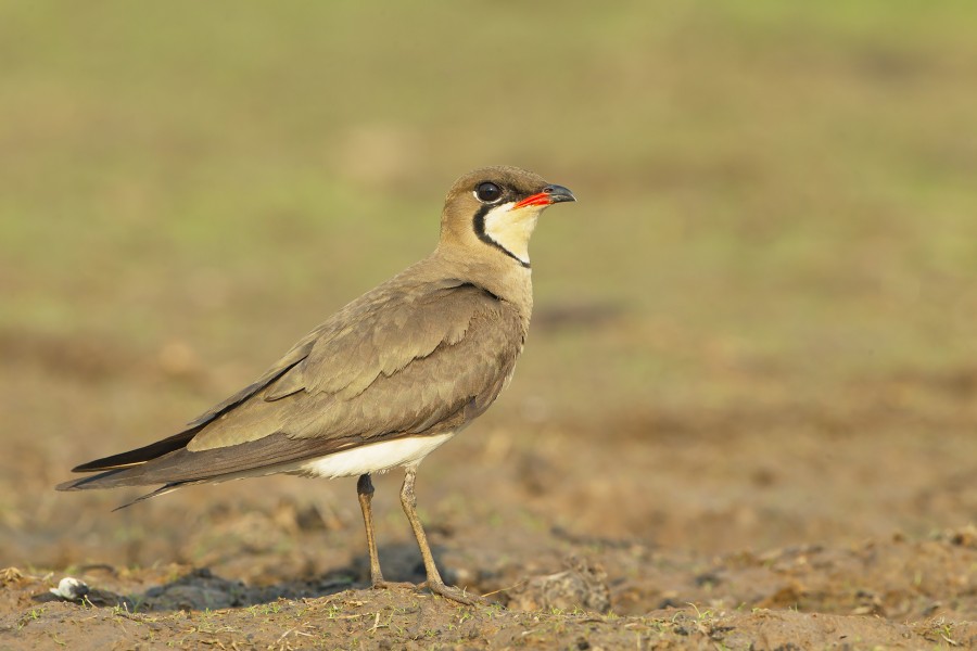 Glareola maldivarum - Beung Borapet