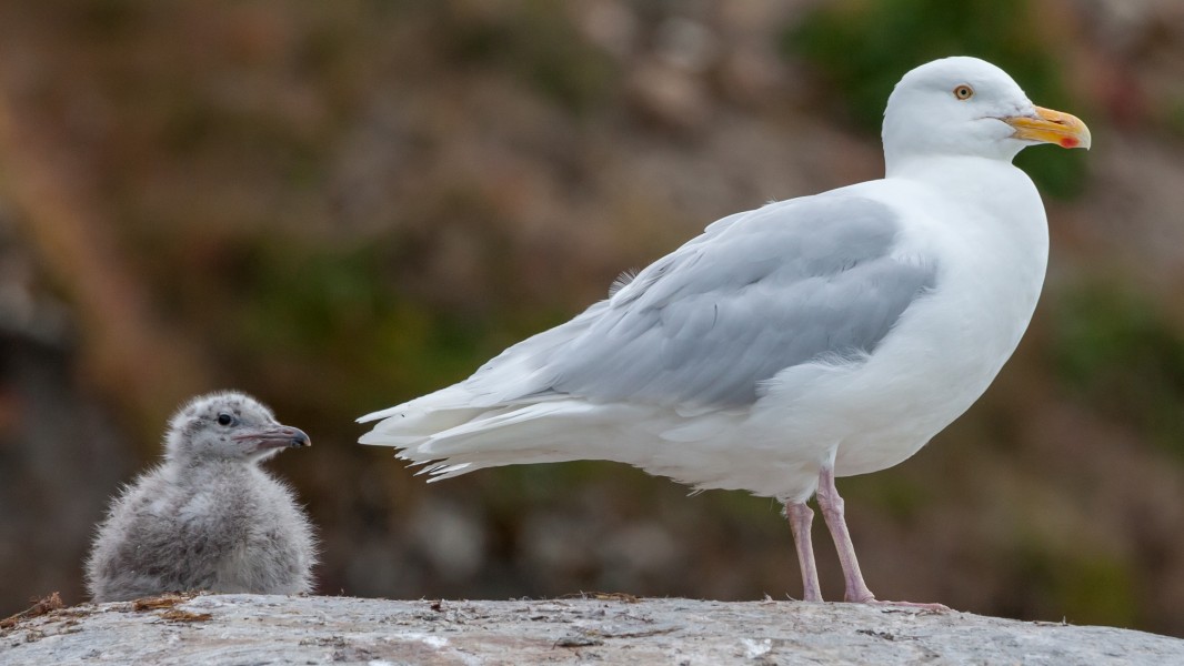 Glaucous gull (Larus hyperboreus) with offspring, Liefdefjord, Svalbard