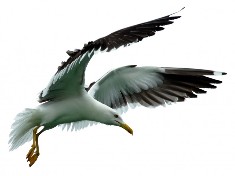 Goéland brun (larus fuscus) détourée