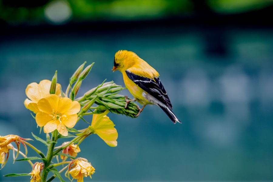 Goldfinch on Evening Primrose (19705851682)