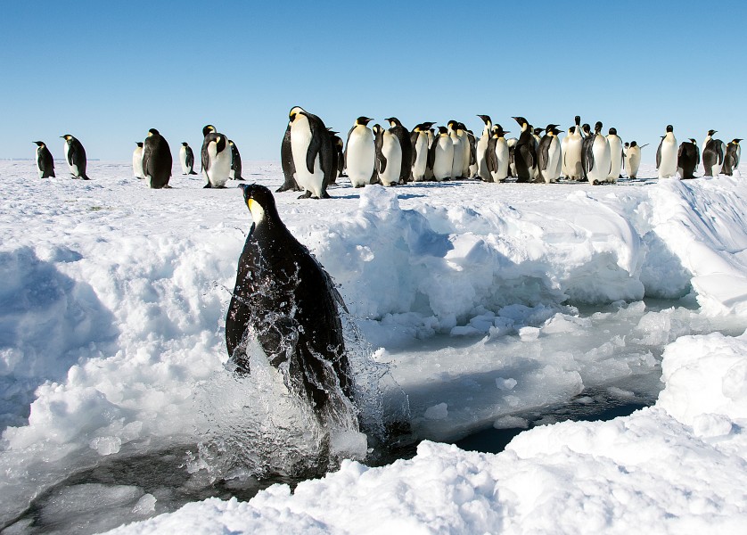 Gould Bay, Antarctica (11280221316)