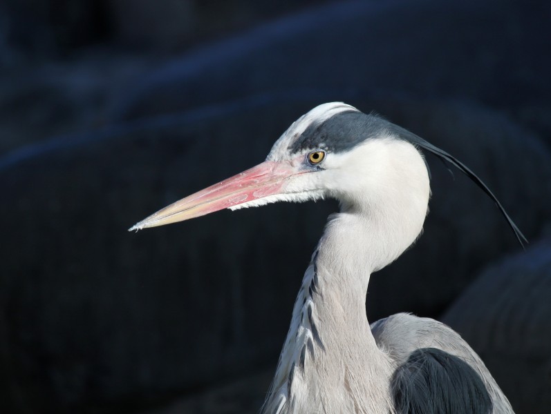 Graureiher Ardea cinerea
