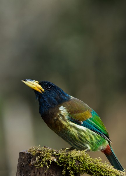 Great Barbet - Sattal