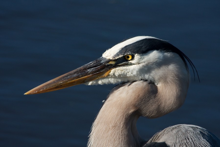 Great Blue Heron 0887