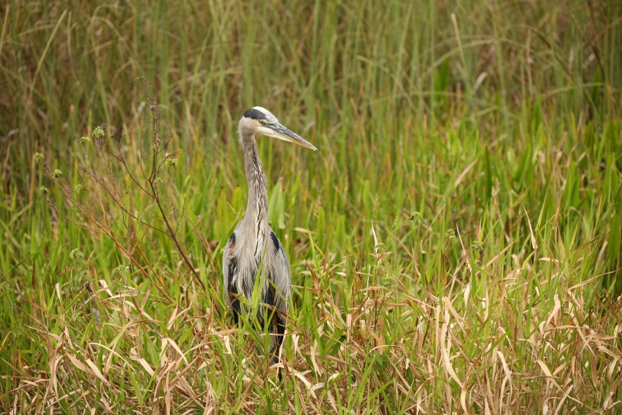 Great Blue Heron 1