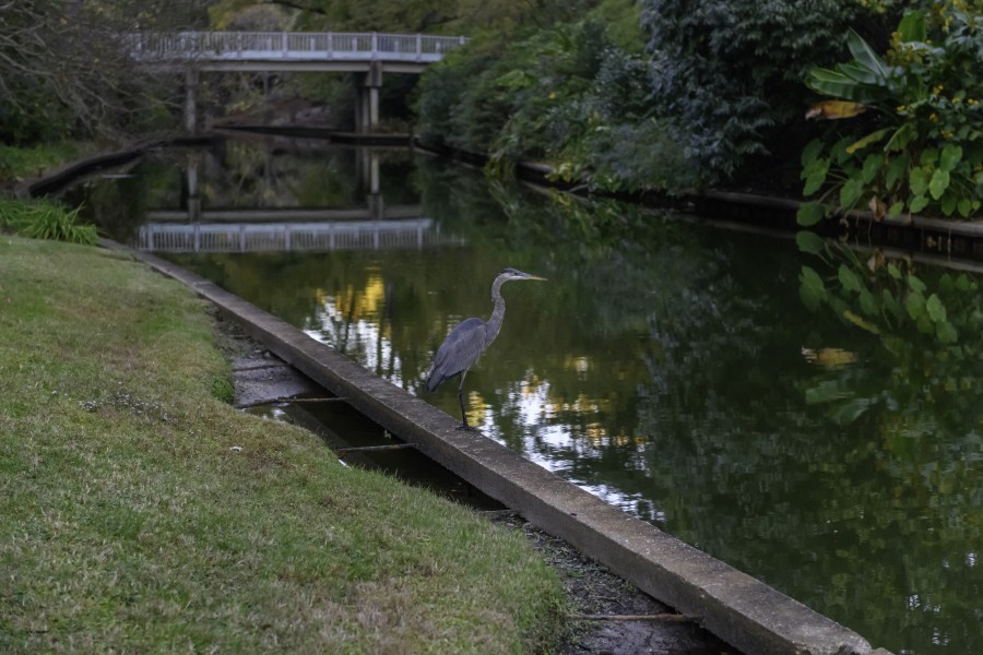 Great Blue Heron 1 NBG LR