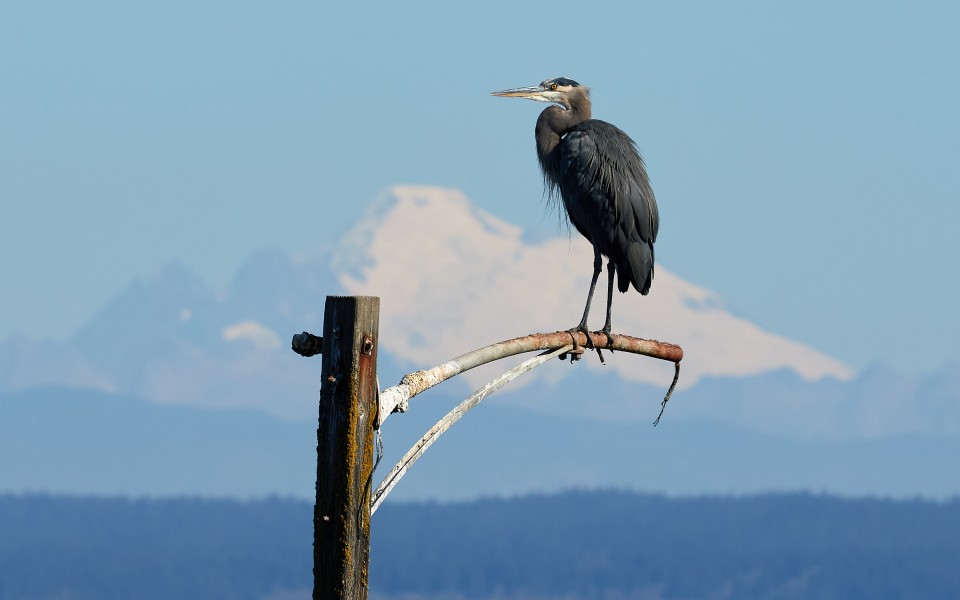 Great blue heron and Mount Baker