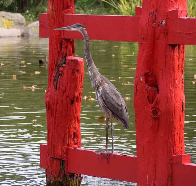 Great blue heron on torii (70295)a