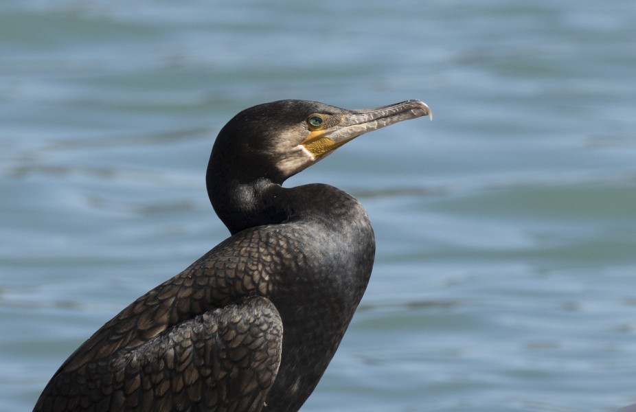 Great Cormorant - Phalacrocorax carbo 07