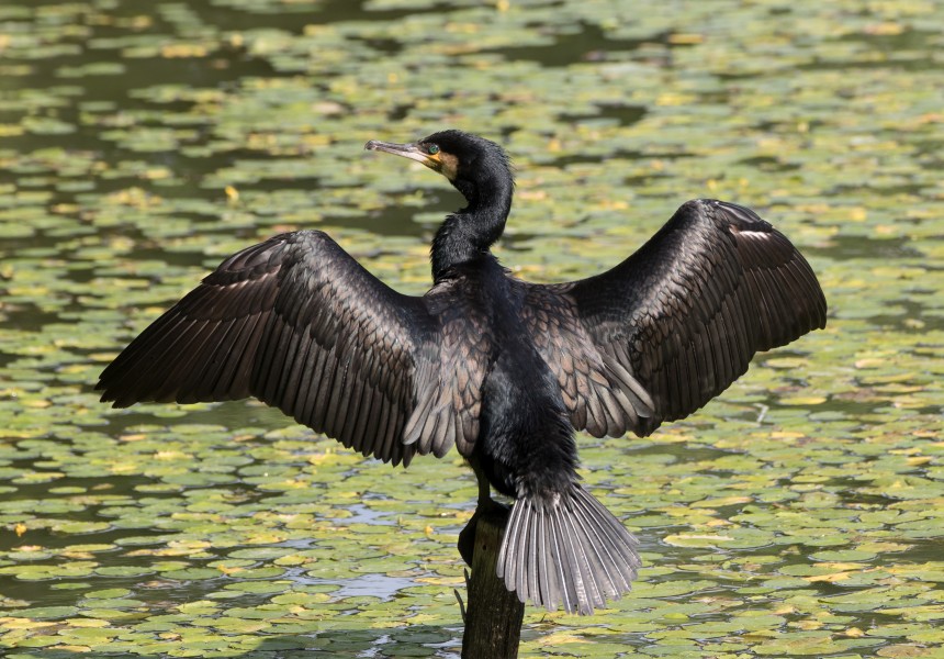 Great cormorant at Tennōji Park in Osaka, June 2017 - 840