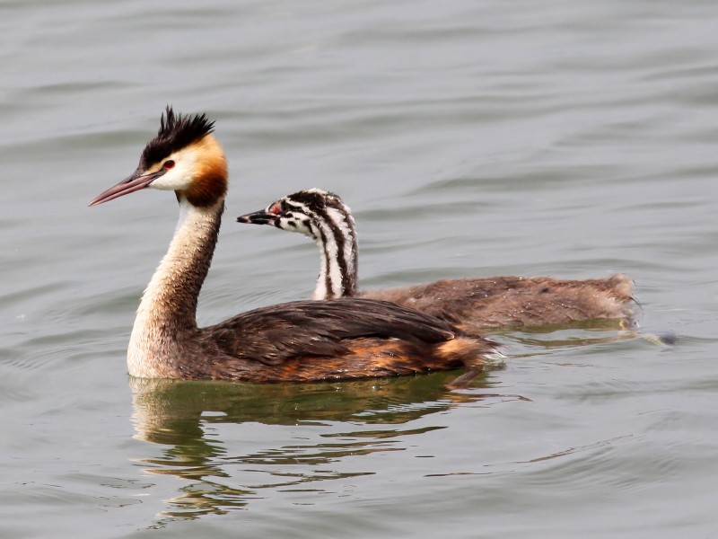 Great Crested Grebe (Podiceps cristatus) (14)