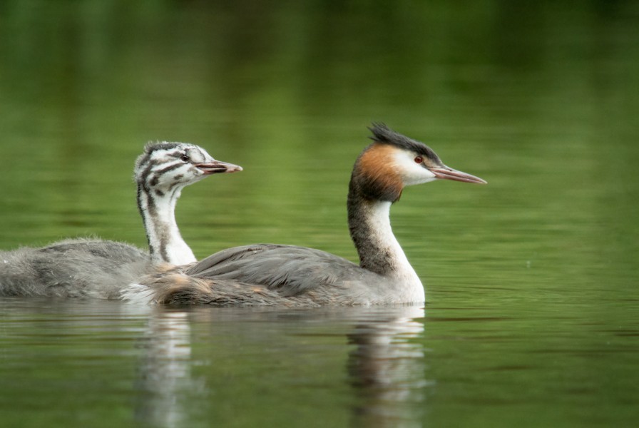Great Crested Grebe (Podiceps cristatus), Parc de Woluwé, Brussels (10649522254)