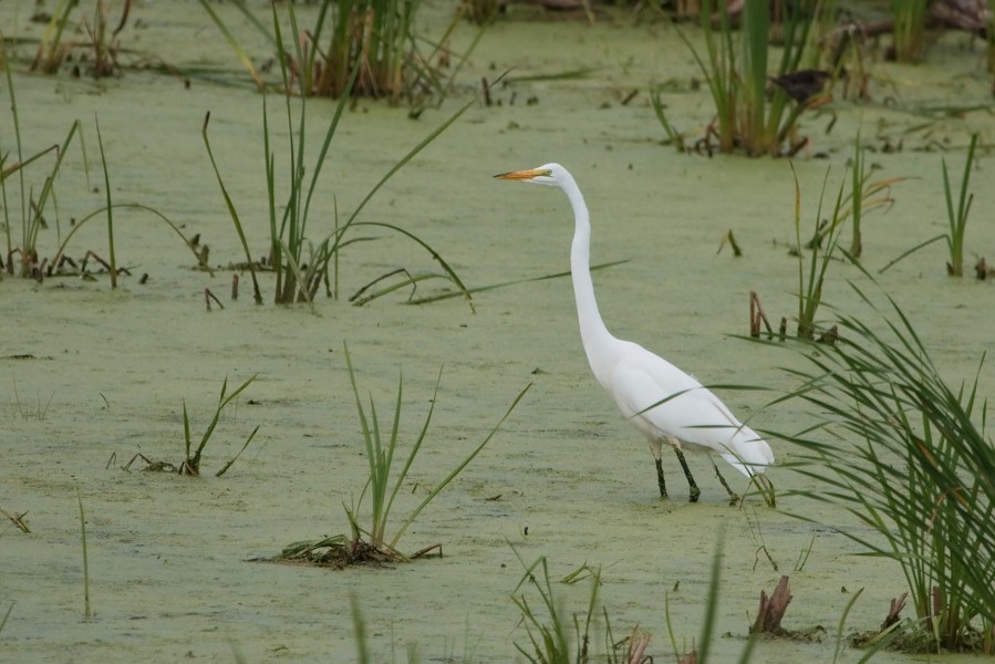 Great Egret 7322