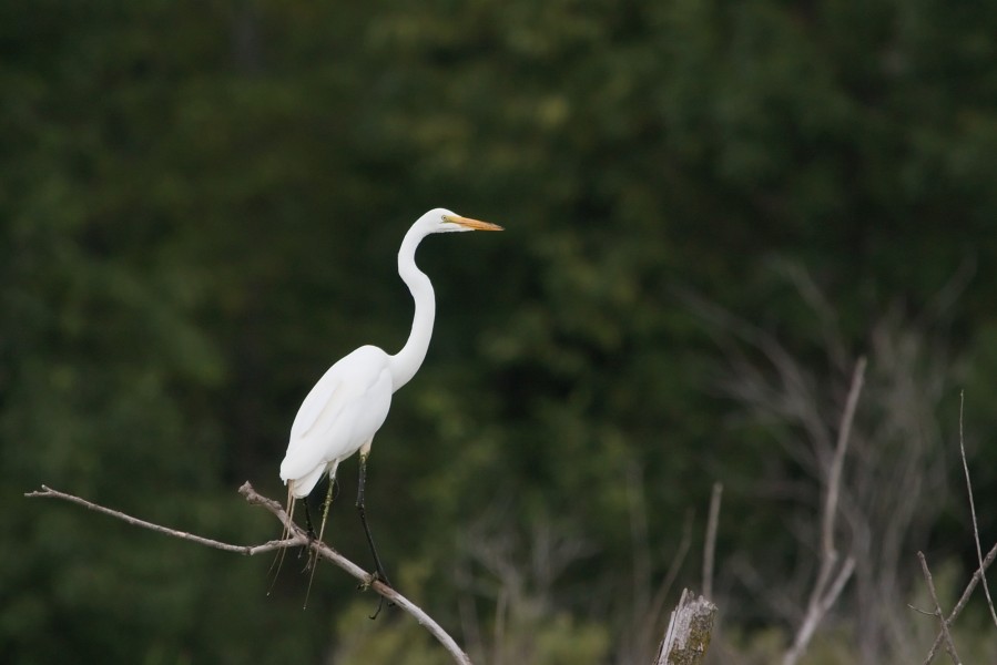 Great Egret 7331