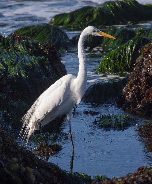 Great egret (12205)