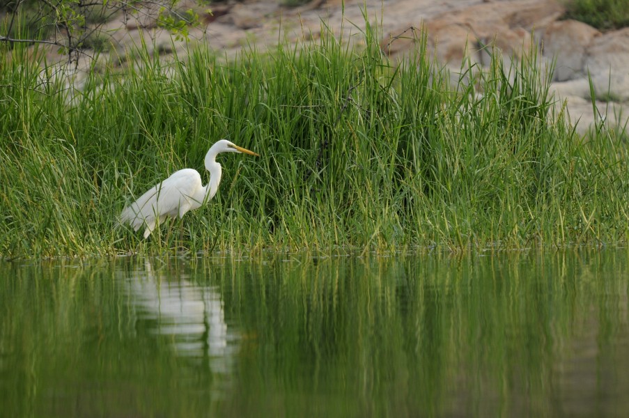 GreatEgret DSC0199