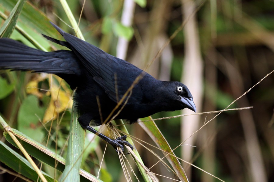Greater antillean grackle (Quiscalus niger crassirostris)