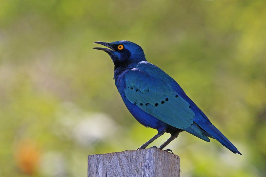 Greater blue-eared starling (Lamprotornis chalybaeus)