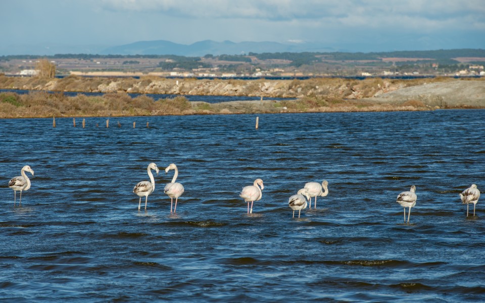Greater Flamingos, Lido de Thau, Sète 05