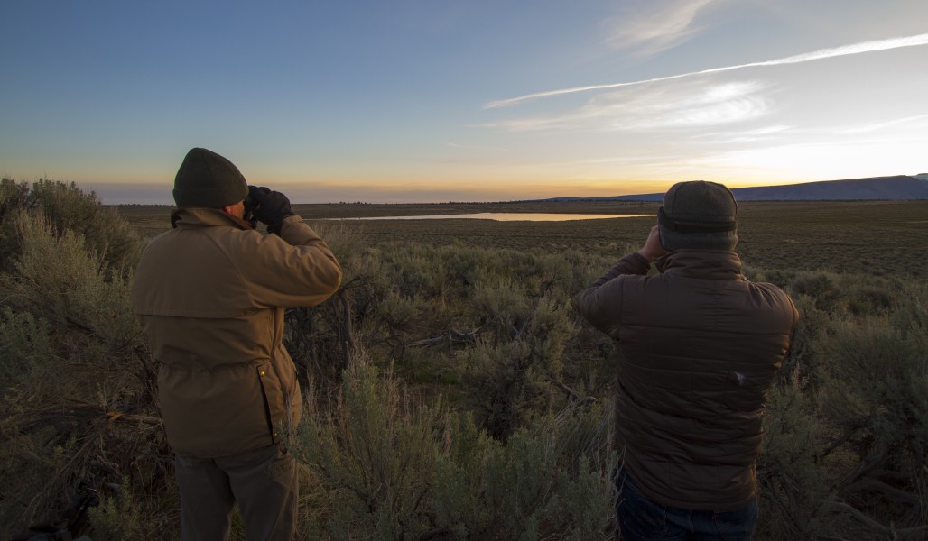 Greater Sage Grouse Lek Count Near Steens Mountain, April 2016 (27052674991)