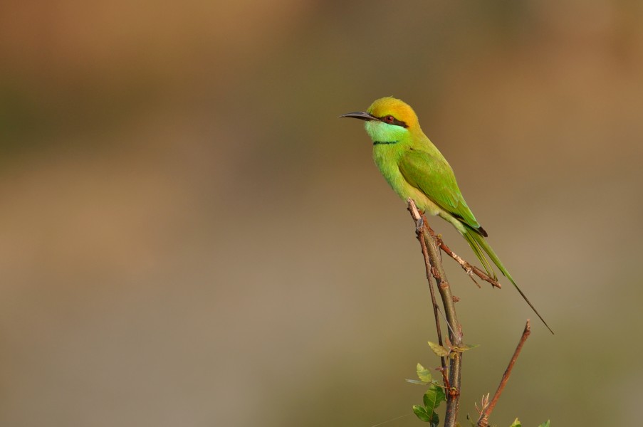 Green Bee-eater DSC 6246