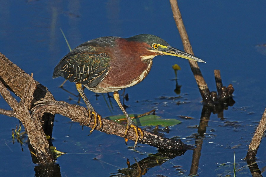 Green Heron - Buterides virescens, Everglades National Park, Homestead, Florida