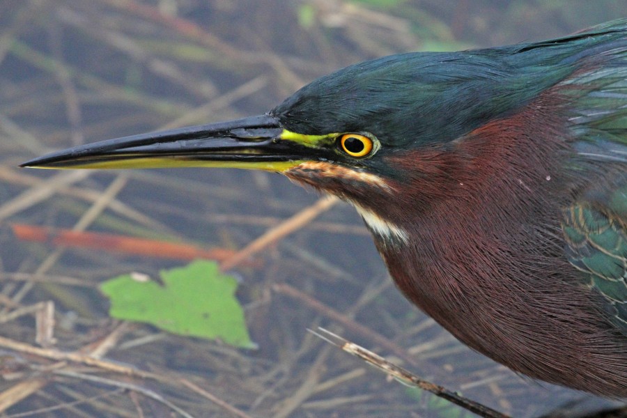 Green Heron - Butorides virescens, Everglades National Park, Homestead, Florida - 25463115261