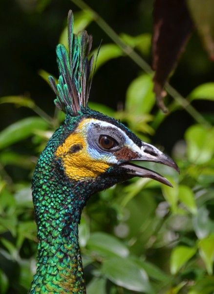 Green peafowl (female)