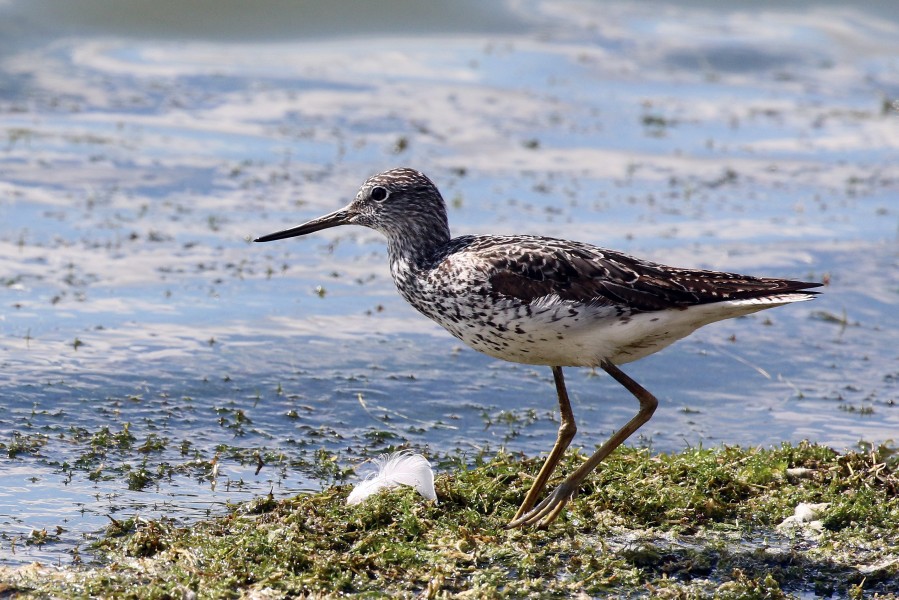 Greenshank (Tringa nebularia)