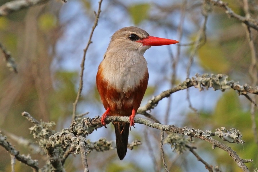 Grey-headed kingfisher (Halcyon leucocephala) 2