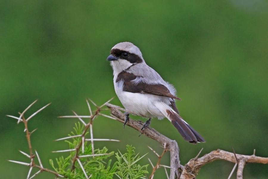 Grey-backed fiscal (Lanius excubitoroides boehmi) male