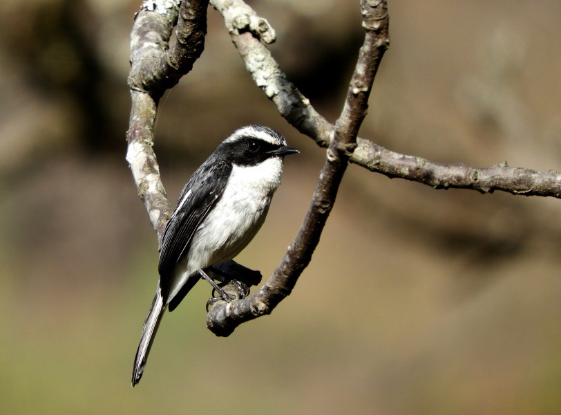 Grey Bushchat at Sattal India DSCN9911 1