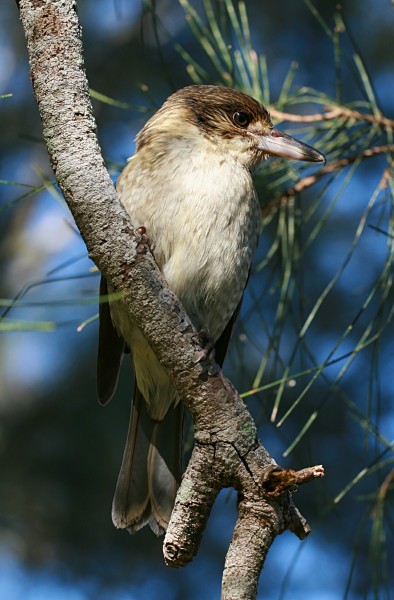 Grey Butcherbird juvenile in tree