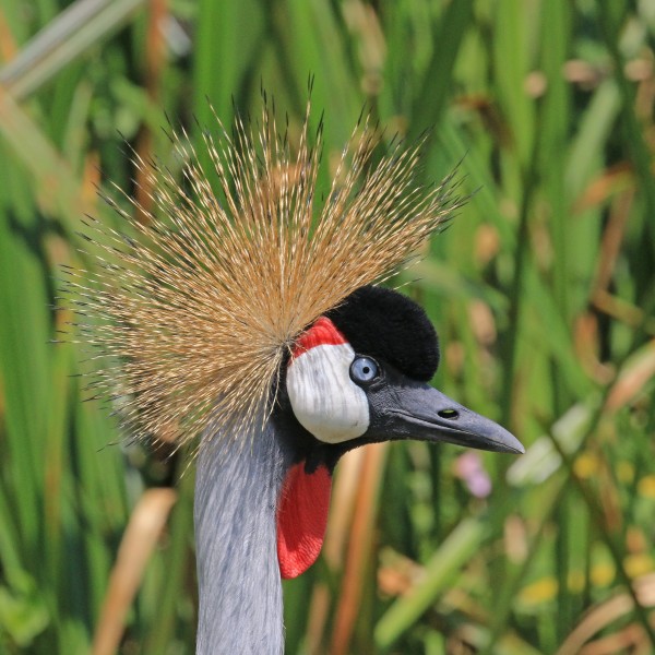 Grey crowned crane (Balearica regulorum gibbericeps) head
