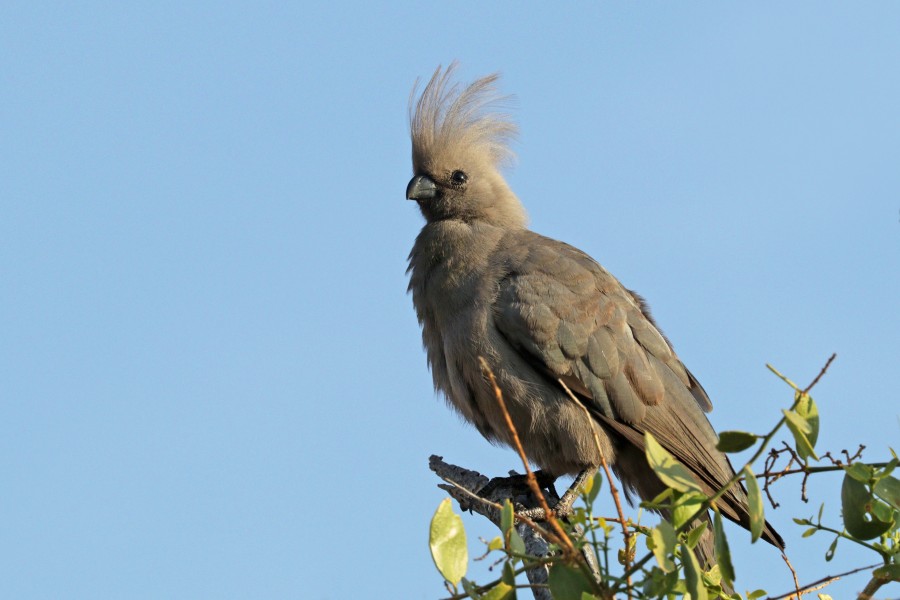 Grey go-away-bird (Corythaixoides concolor pallidiceps)