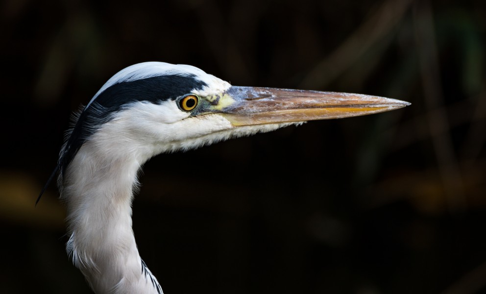 Grey heron - close-up of the head, Osaka, 2015 November