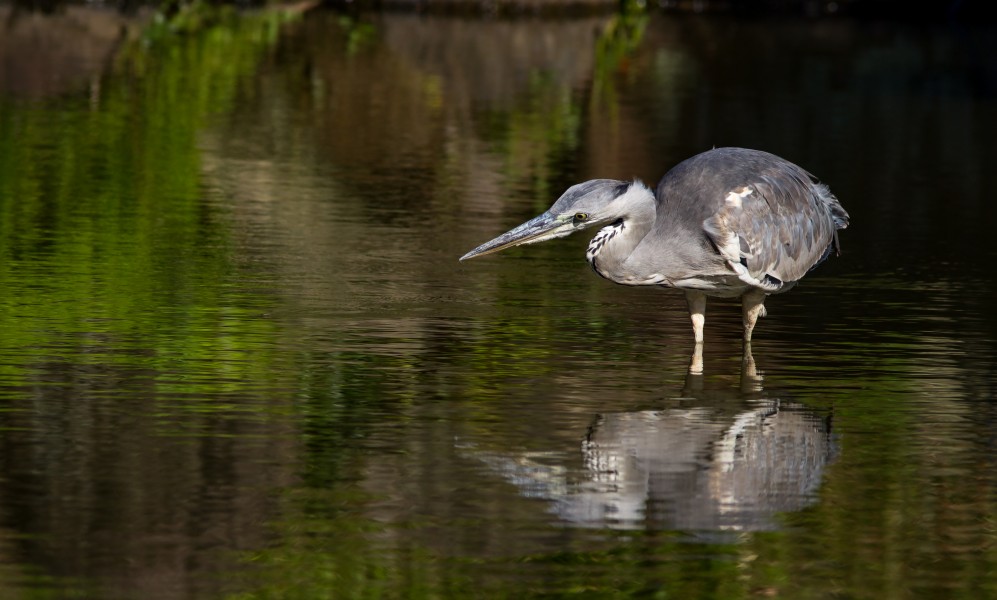 Grey heron 2015-08-27