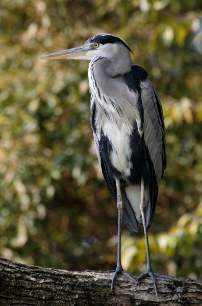 Grey Heron at Tennōji Park in Osaka, November 2017 - 677