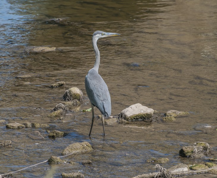 Grey heron in Aveyron River 02