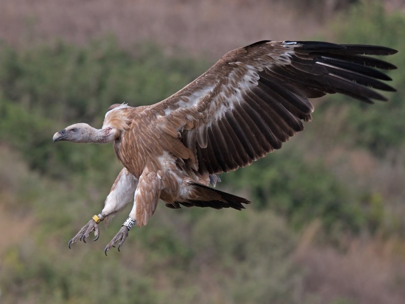 Griffon vulture landing