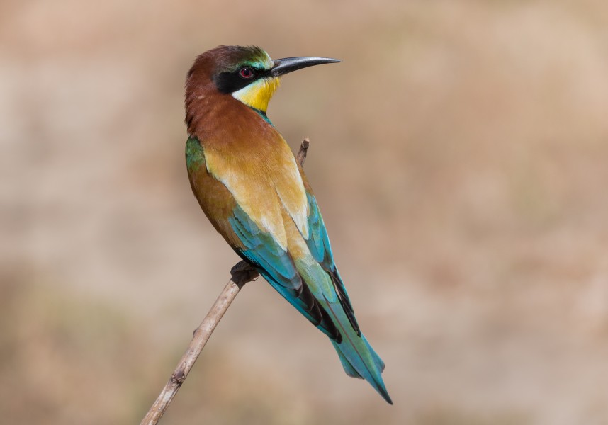 Guépier d'Europe ichkeul (Merops apiaster) European Bee-eater