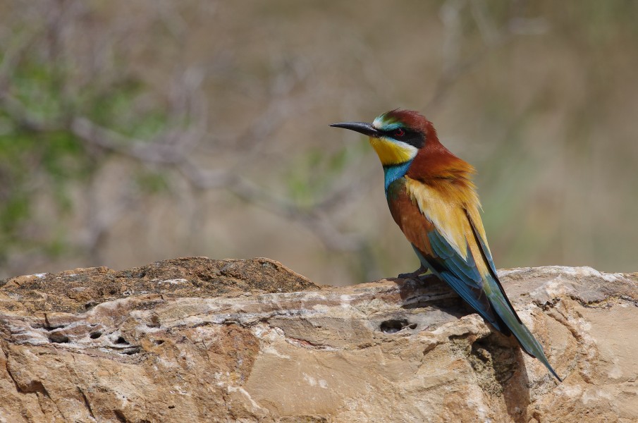 Guêpier d'Europe Merops apiaster - European Bee-eater (parc national de l'Ichkeul)