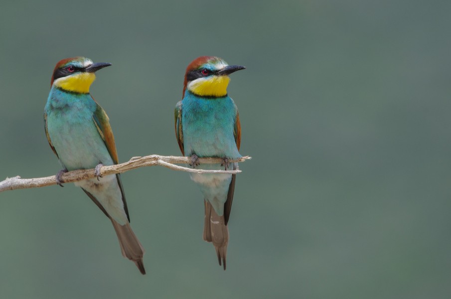 Guêpier d'Europe Merops apiaster - European Bee-eater (parc national de l'Ichkeul) 04