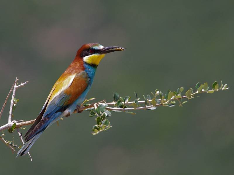 Guêpier d'Europe Merops apiaster - European Bee-eater (parc national de l'Ichkeul) 05