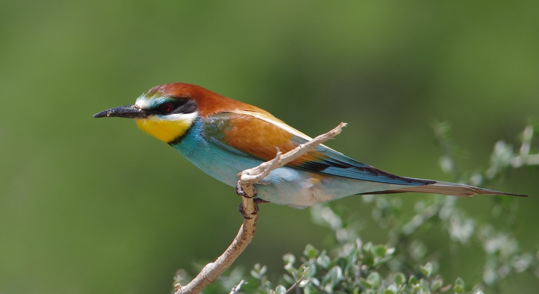 Guepier d'europe au parc national Ichkeul