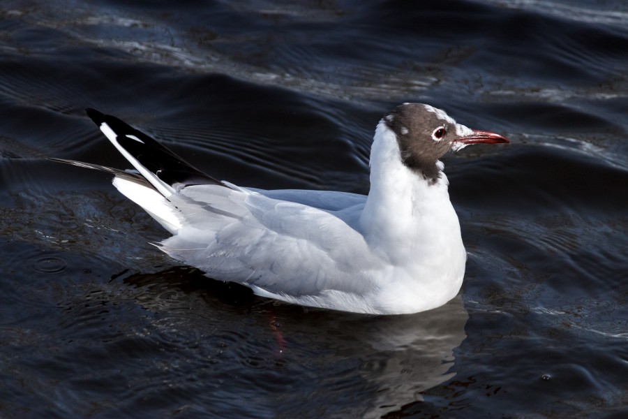 Gull 3 at Borgvold Viborg 2015-03-22-2