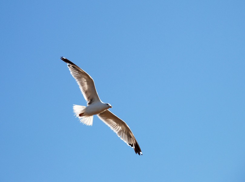 Gull Porto Covo July 2007-7