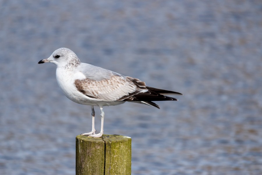 Gull side view at Borgvold Viborg 2015-03-22